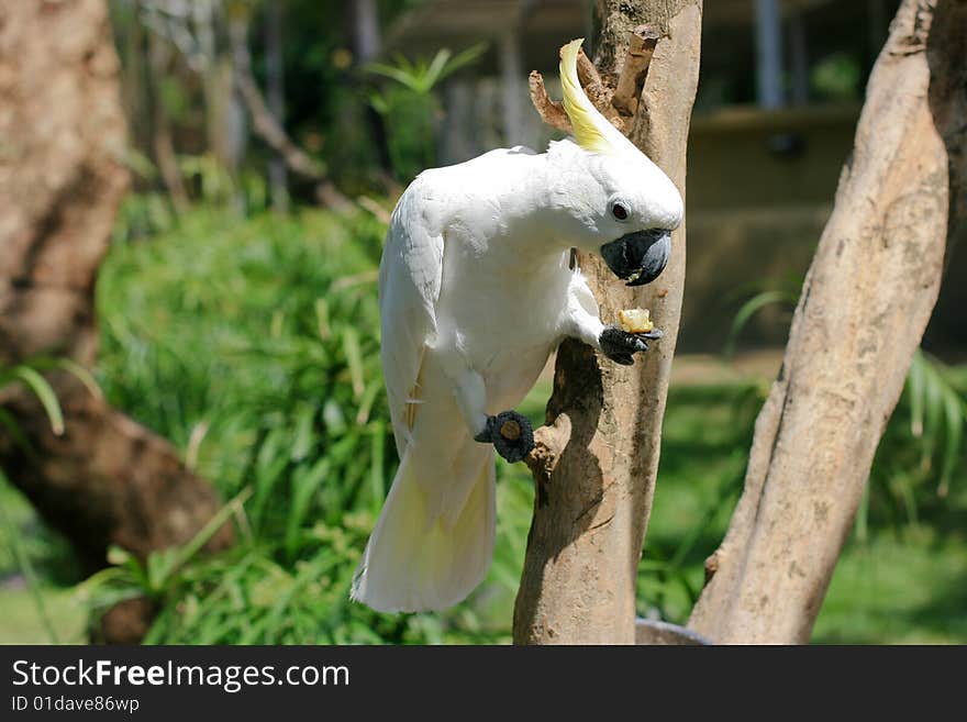 White parrot on the branch