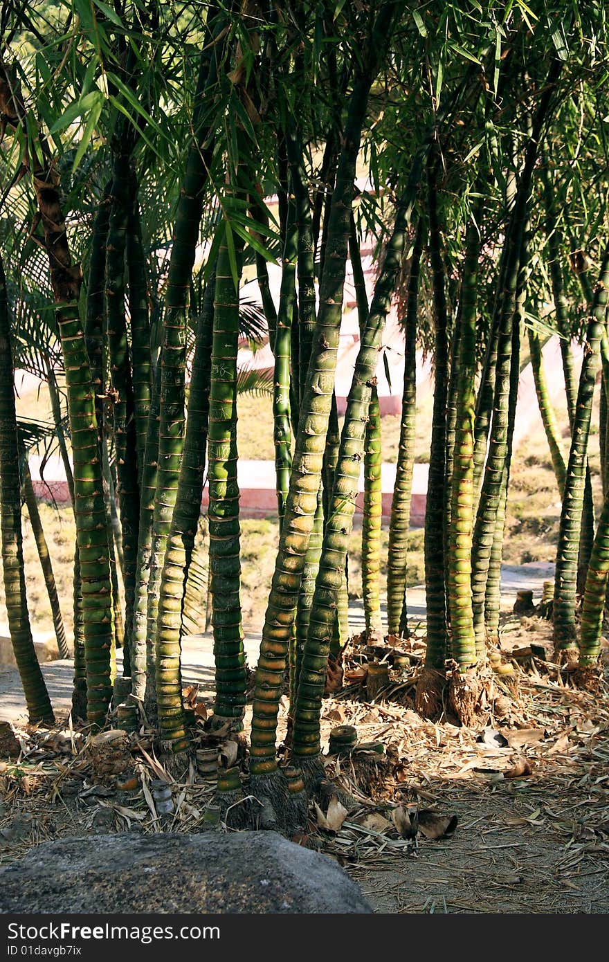 The bamboo with beautiful colors in the summer