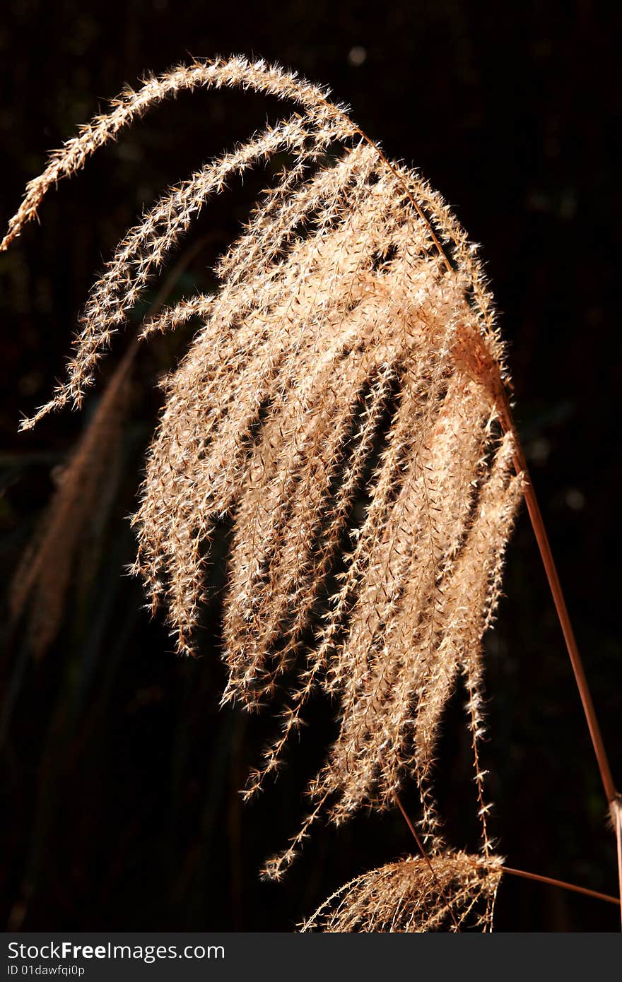 Grass is shinning on a afternoon sun