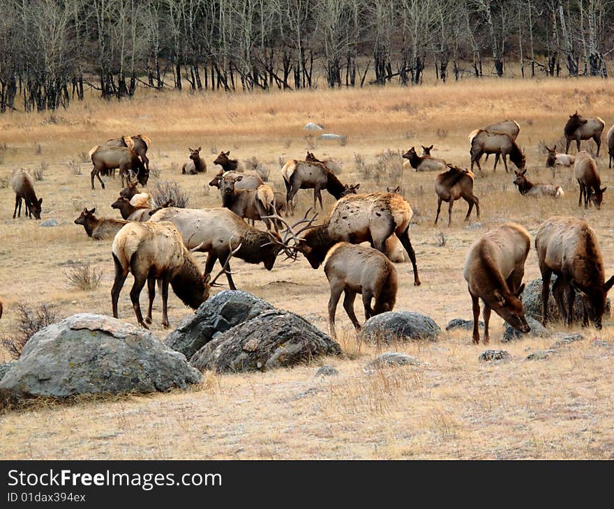 Elk Herd Grazing in the Wilderness