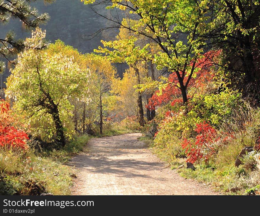 Colorful Trail in the Woods