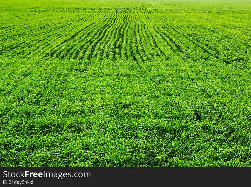 Green Field