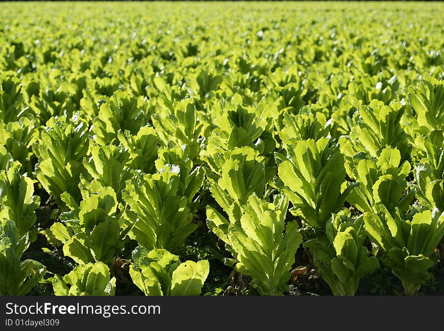 Green lettuce country in Spain. Sunny day outdoors