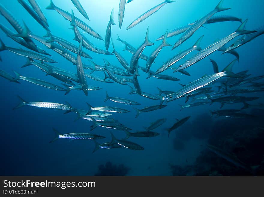 School of Barracudas