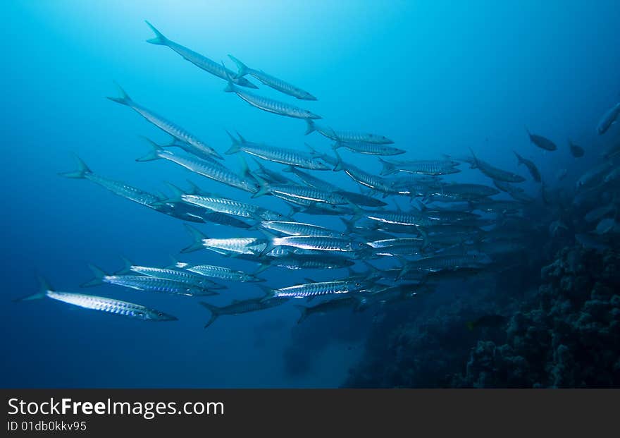 School Of Barracudas