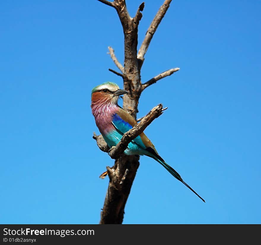 Lilacbreasted Roller in South Africa. Lilacbreasted Roller in South Africa