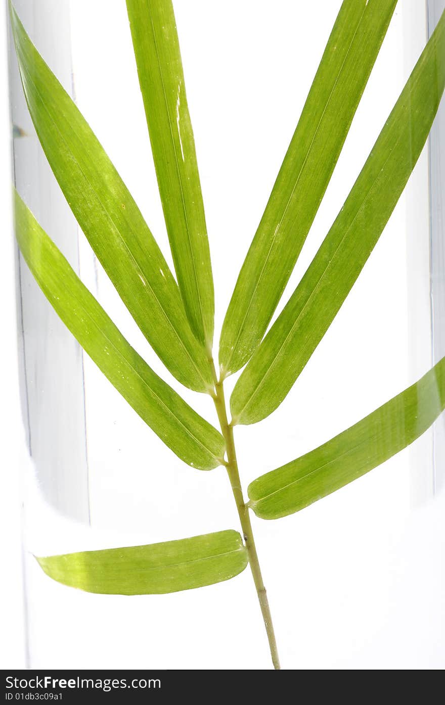 Green bamboo in Vase on mat