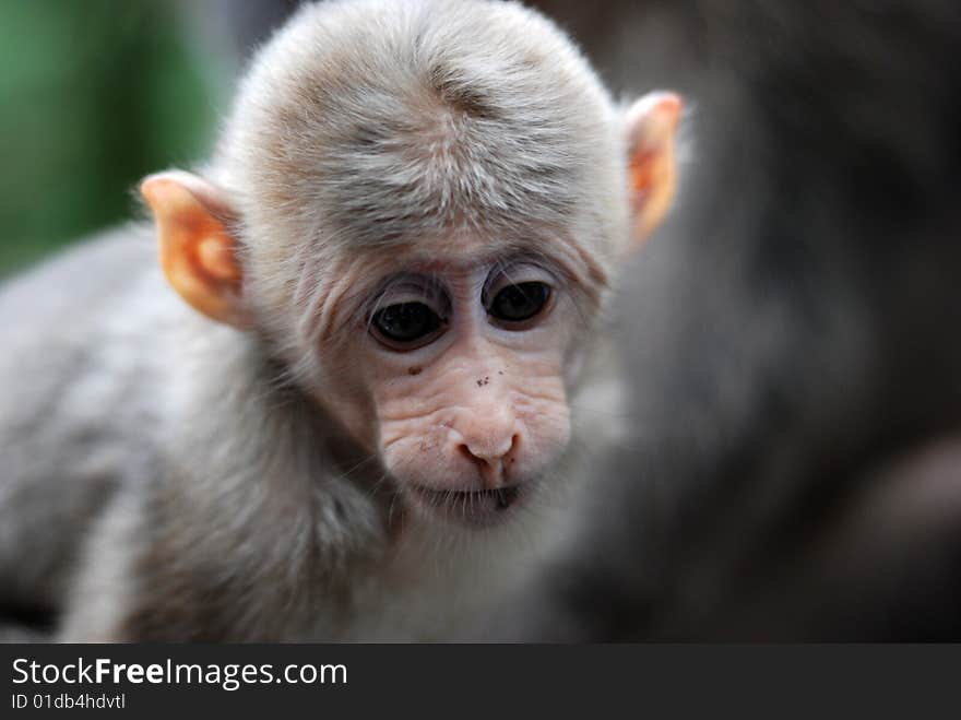 This is a cute baby Chinese macaque with bright eyes and lovly ears. This is a cute baby Chinese macaque with bright eyes and lovly ears.