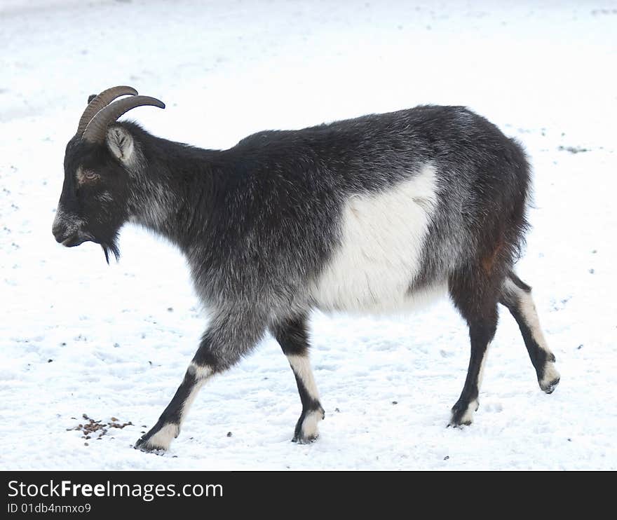 Grey goat walking on snow