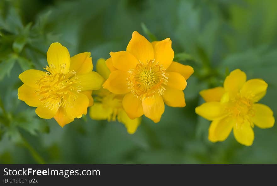 3 Flower of yellow Trolius Asiaticus