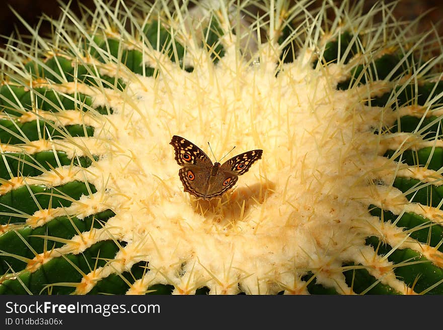 A butterfly on the cactus