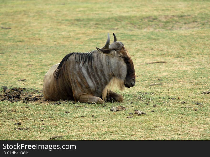 A wildebeast resting on the grass in lake Manyara, Tanzania