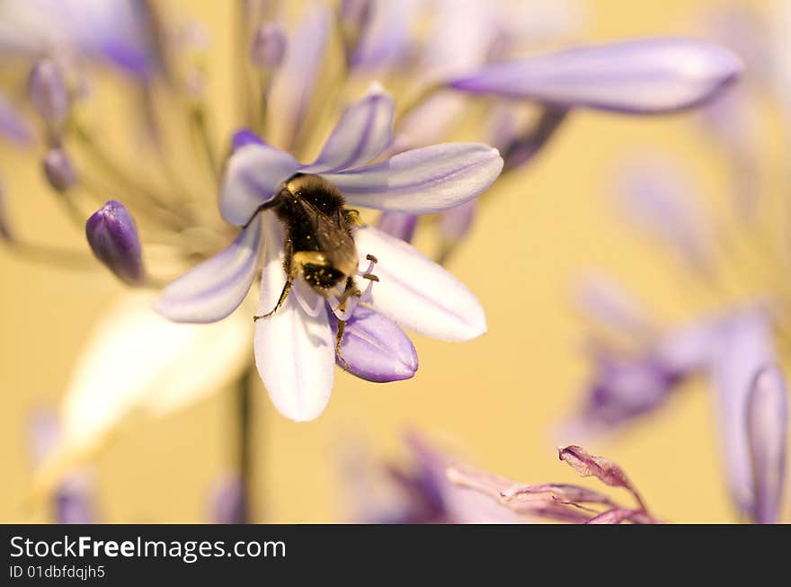 Macro shot of a bee on a flower with faded background. Nikon D300, Nikon 60mm macro lens. Macro shot of a bee on a flower with faded background. Nikon D300, Nikon 60mm macro lens.