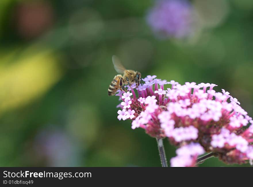 Macro shot of a bee on a flower with faded background. Nikon D300, Nikon 60mm macro lens. Macro shot of a bee on a flower with faded background. Nikon D300, Nikon 60mm macro lens.