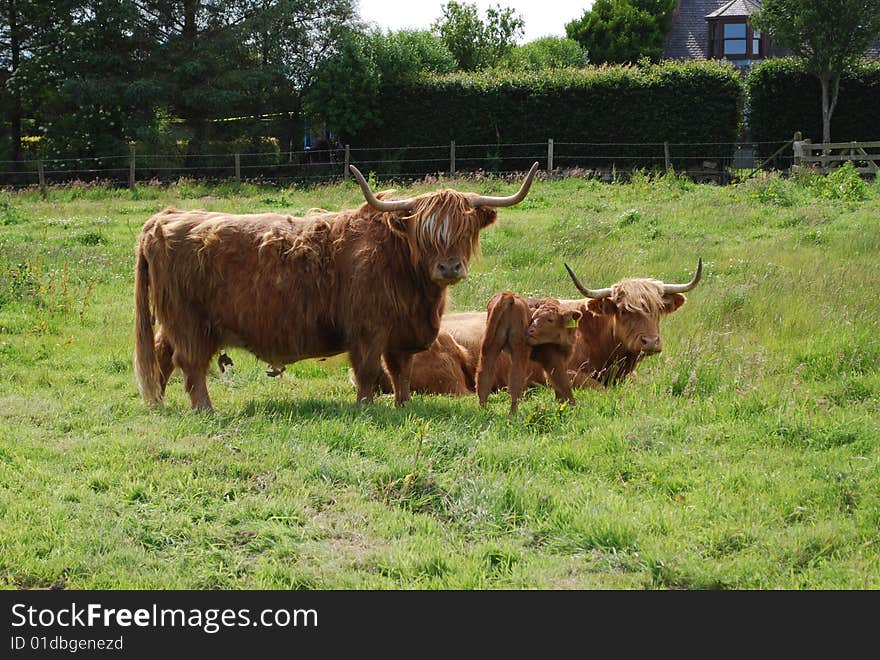 A family of highland cows in Scotland.