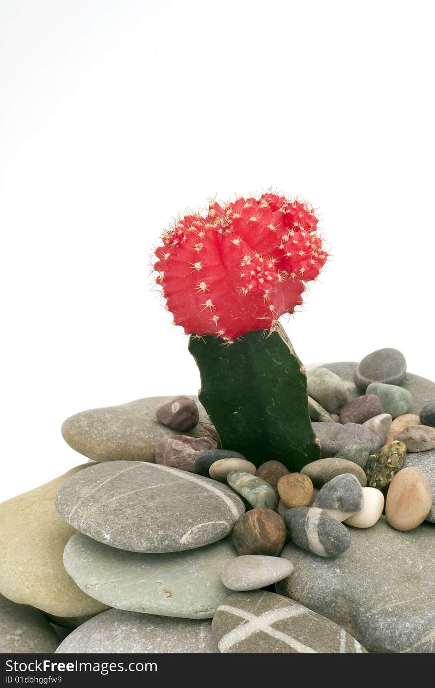 Cactus on pebbles isolated on white background