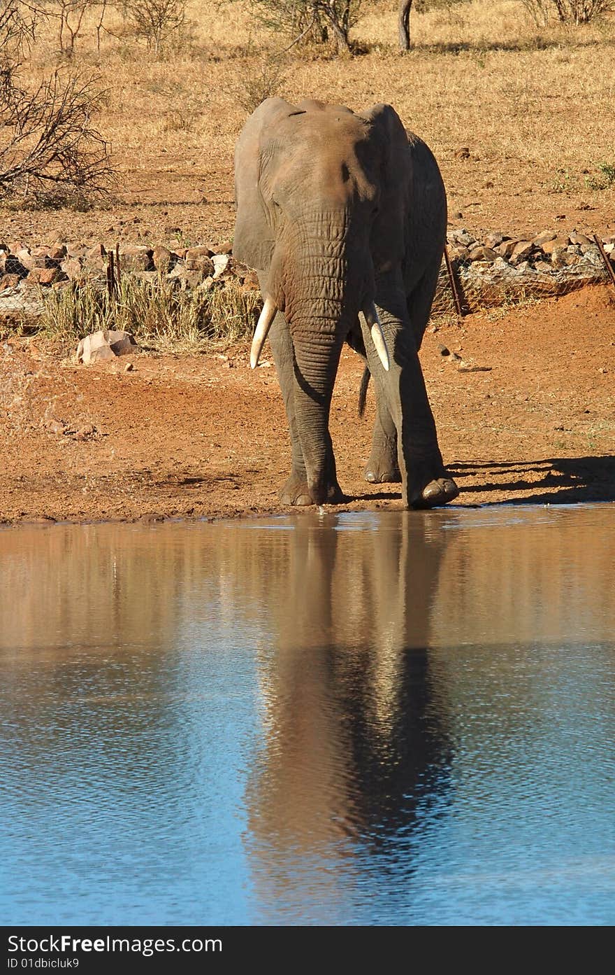 An African Elephant in South Africa.