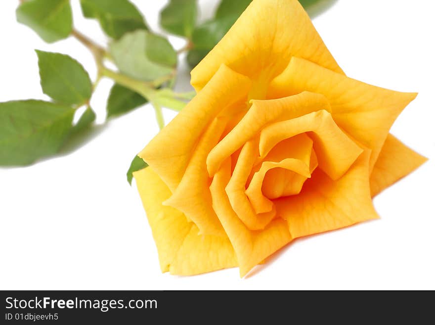 Single dark yellow rose with green leaves on white background. Very shallow depth of field, macro shot. Single dark yellow rose with green leaves on white background. Very shallow depth of field, macro shot