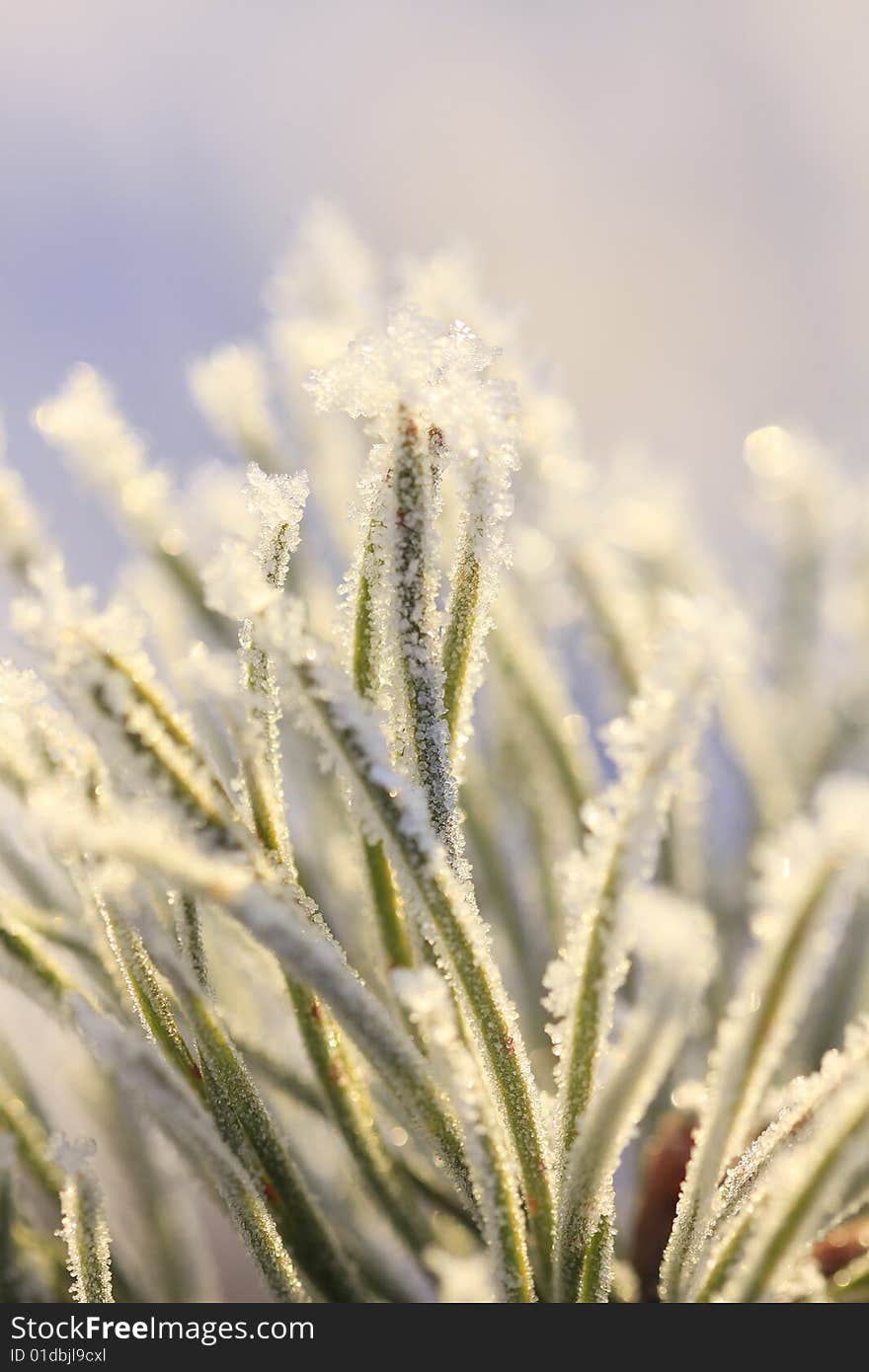 Beautiful background of green tree with white snow. Beautiful background of green tree with white snow