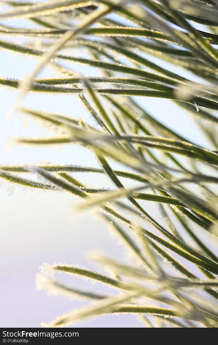 Beautiful background of green tree with white snow. Beautiful background of green tree with white snow