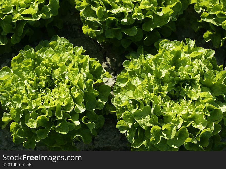 Green lettuce country in Spain