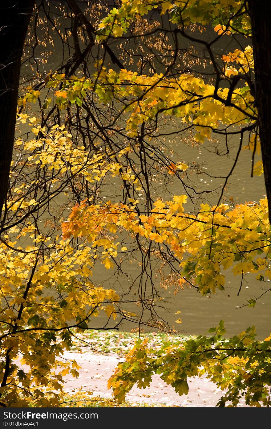 Two trees in golden fall forest. Two trees in golden fall forest