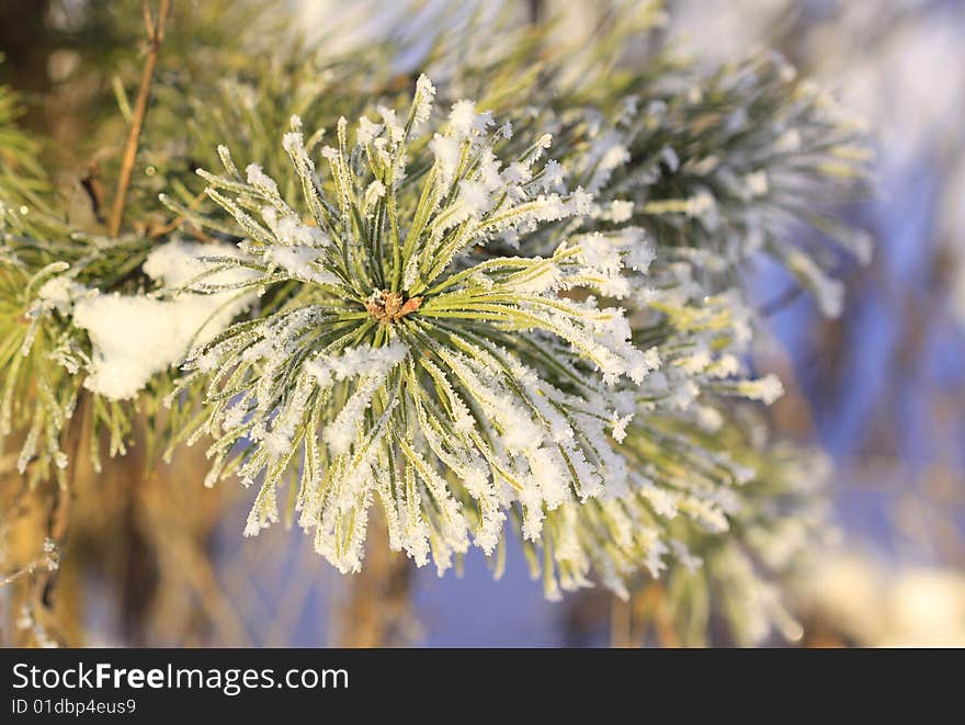 Beautiful background of green tree with white snow. Beautiful background of green tree with white snow