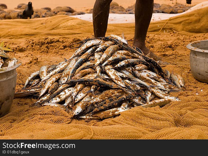 Fisherman standing behind his catch on a beach. Fisherman standing behind his catch on a beach
