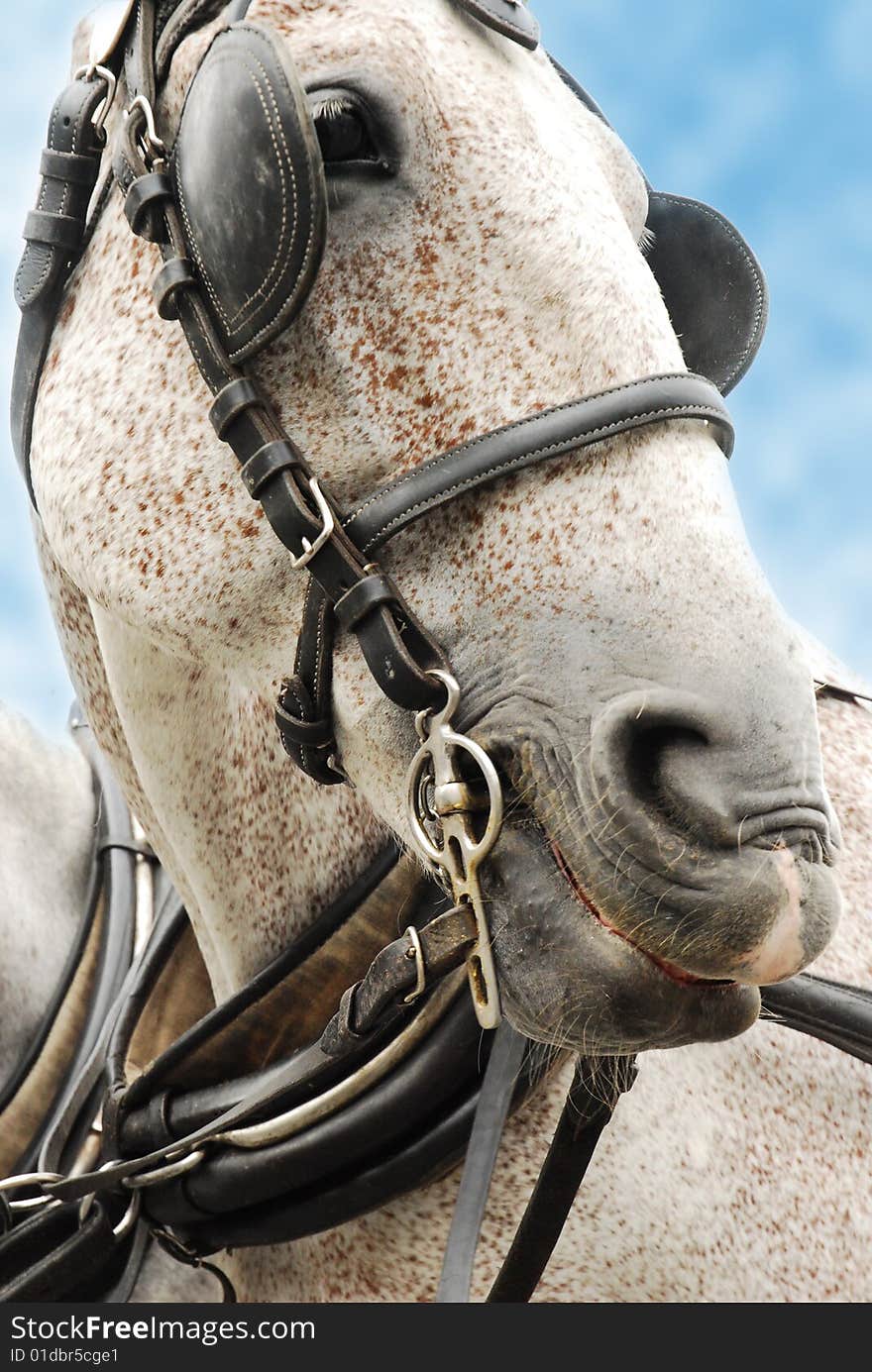 Portrait of a white horse in a harness