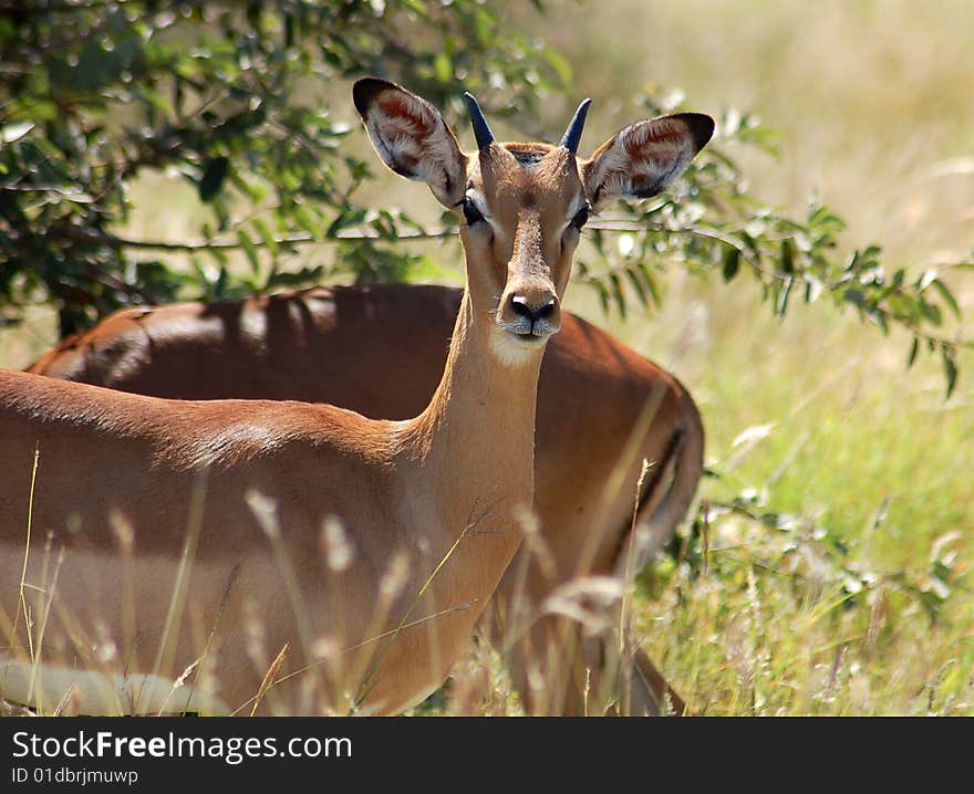 Male Impala Antelope (Aepyceros Melampus) in the Kruger Park, South Africa. Male Impala Antelope (Aepyceros Melampus) in the Kruger Park, South Africa.