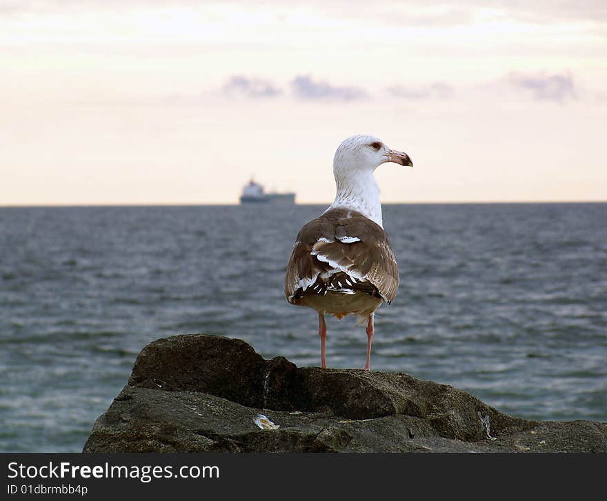 Seagull and Boat