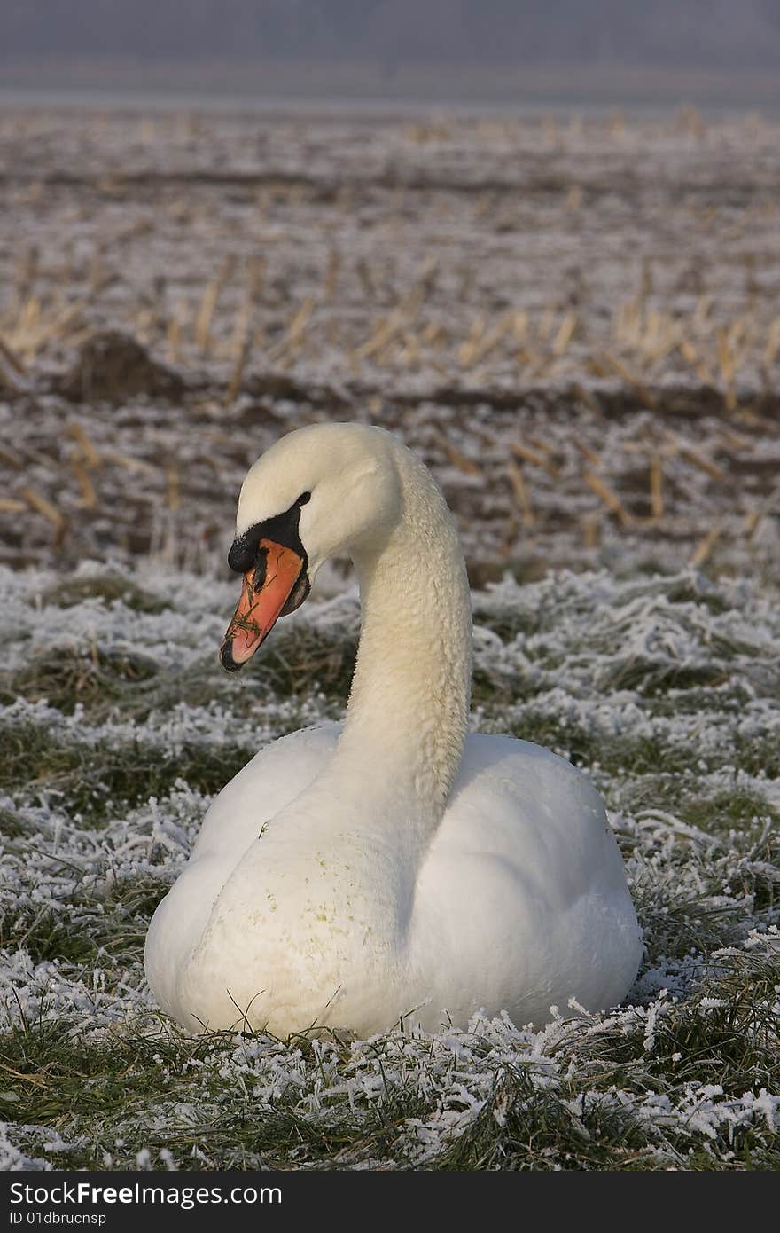 Posing Swan