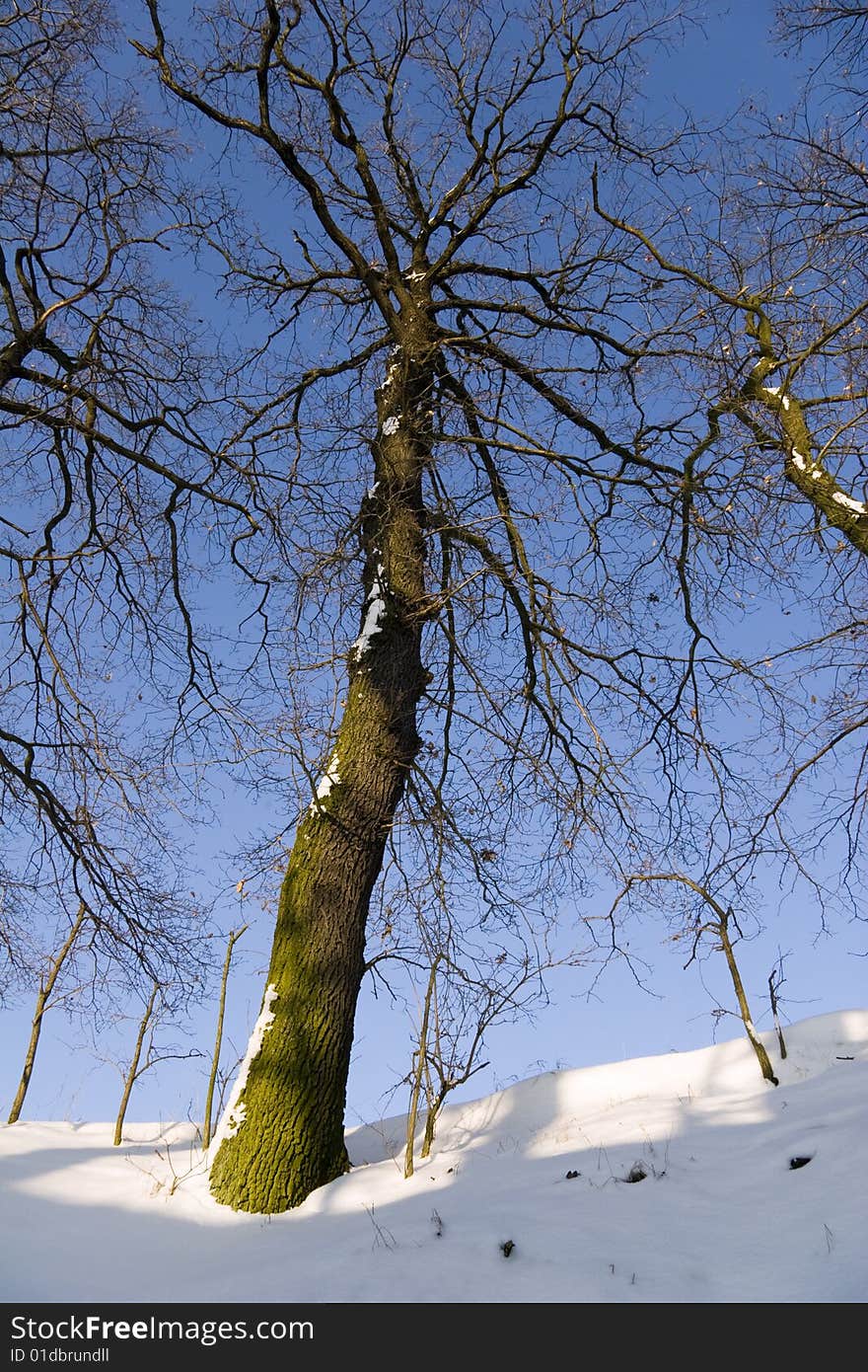 Oak Tree in Wintertime Landscape with snow