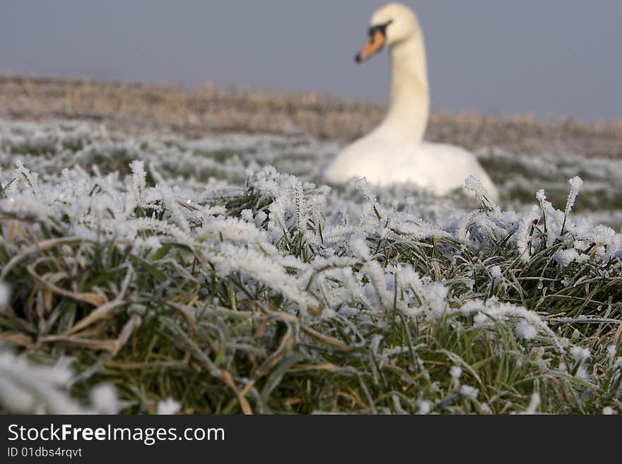 Sitting Swan