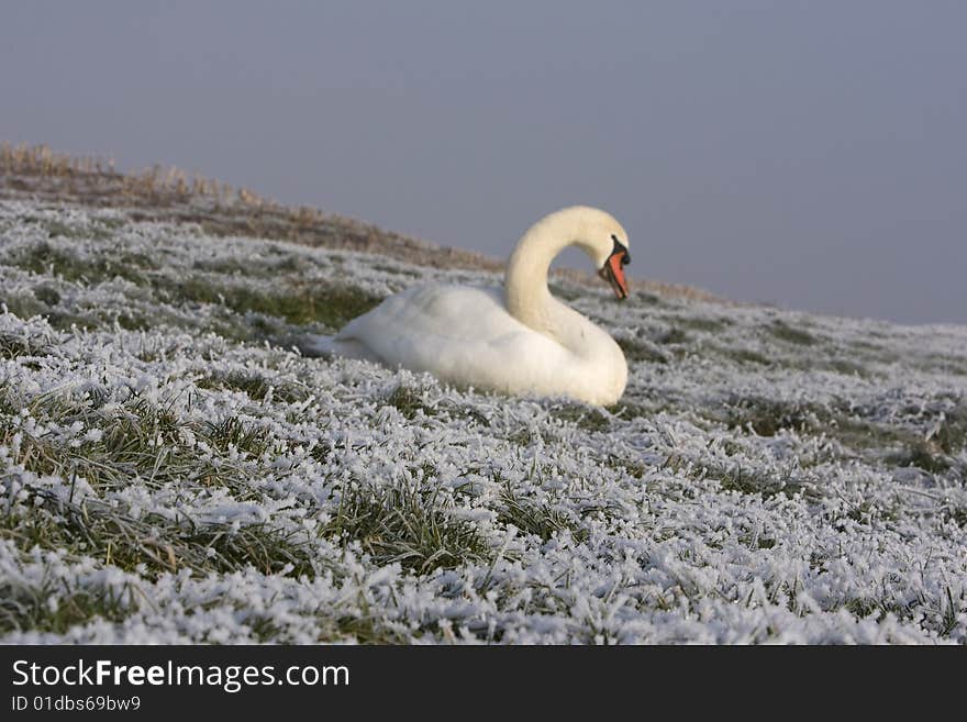 Sitting Swan