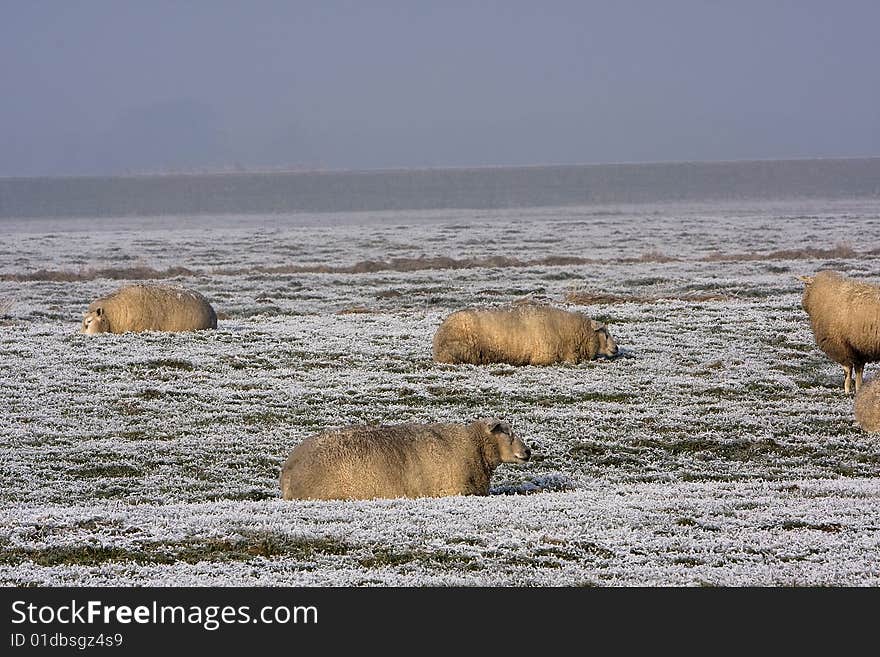 Sheep In The Winter