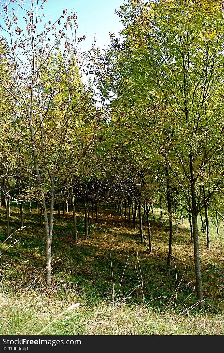 Trees cultivation