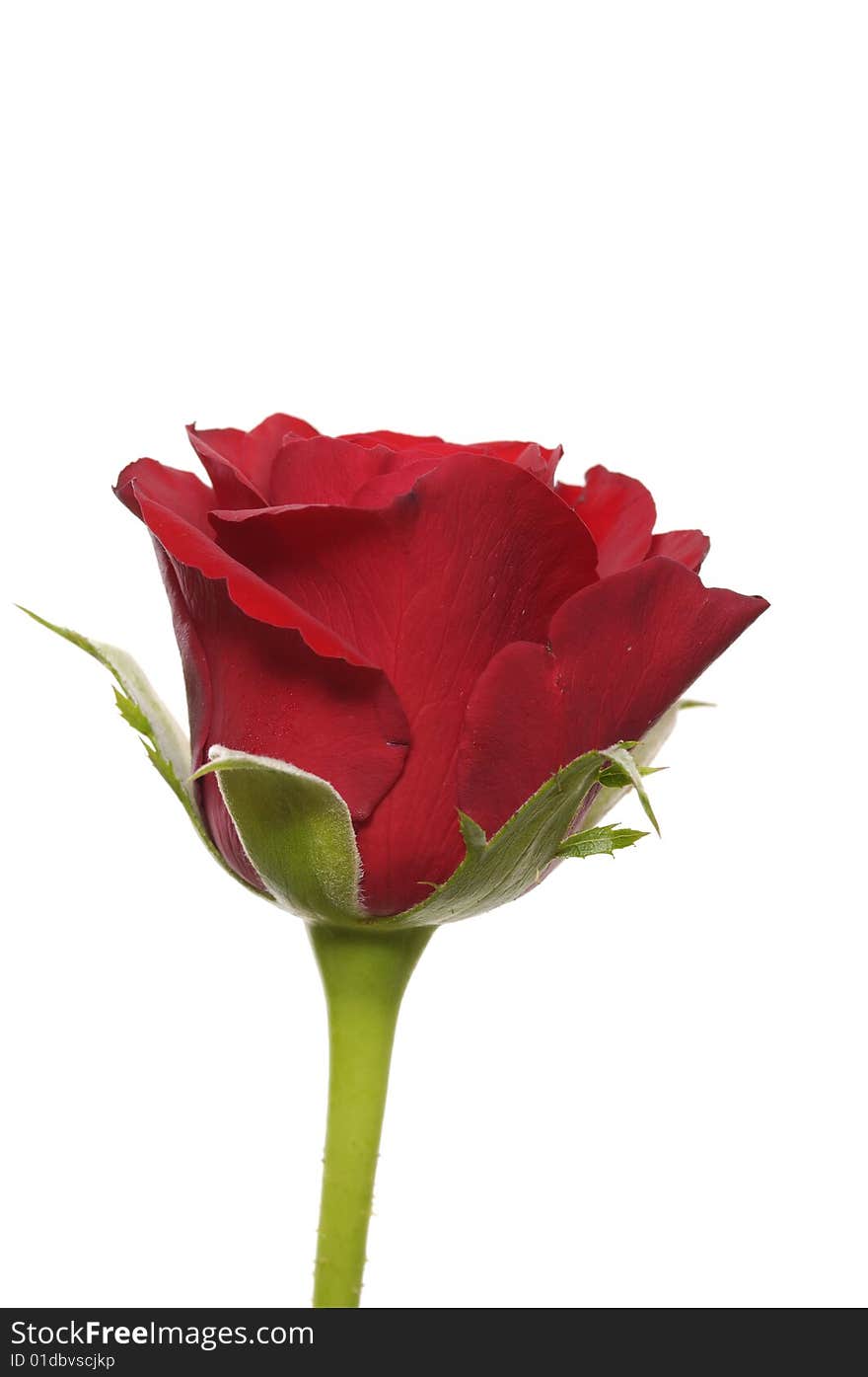 Single red rose on white