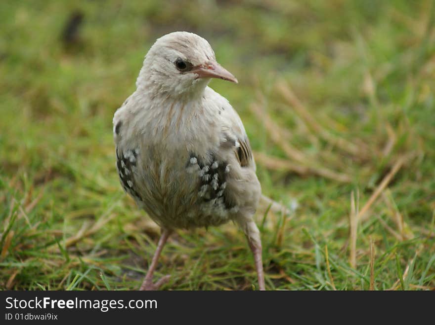 White sparrow