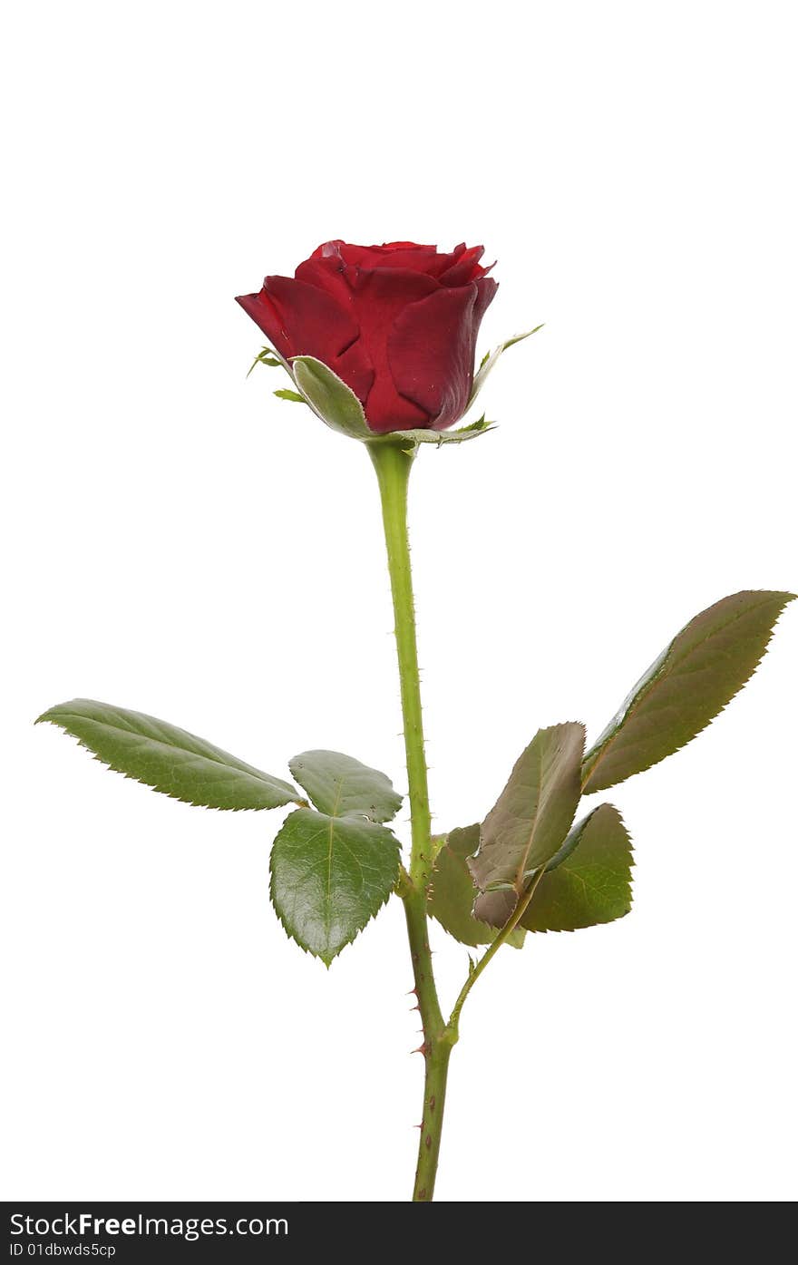 Single red rose on white