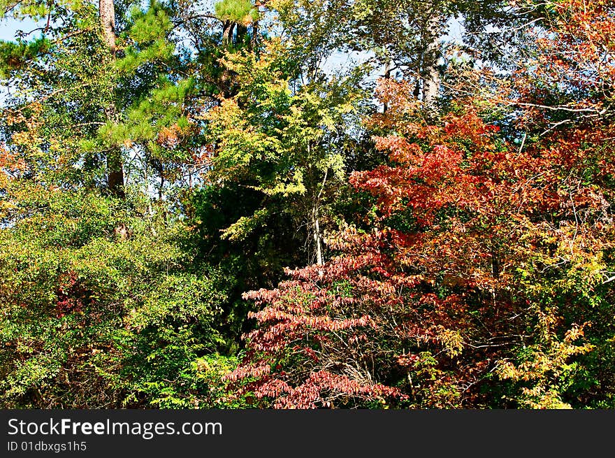 Fall Foliage at its peak wearing bright colors of orange, red and yellow. Fall Foliage at its peak wearing bright colors of orange, red and yellow.