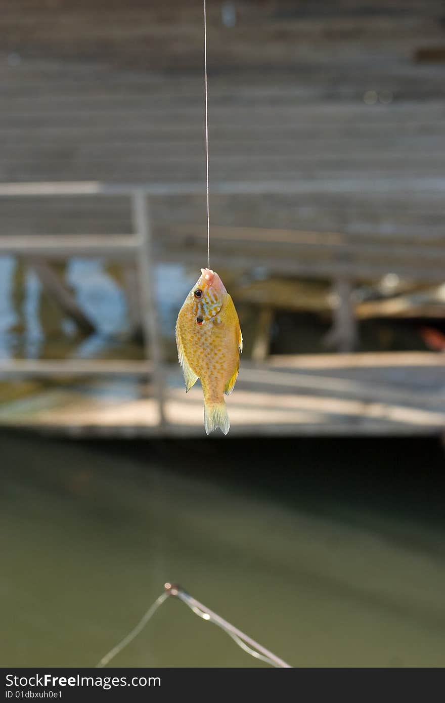 Sunfish hanging on hook