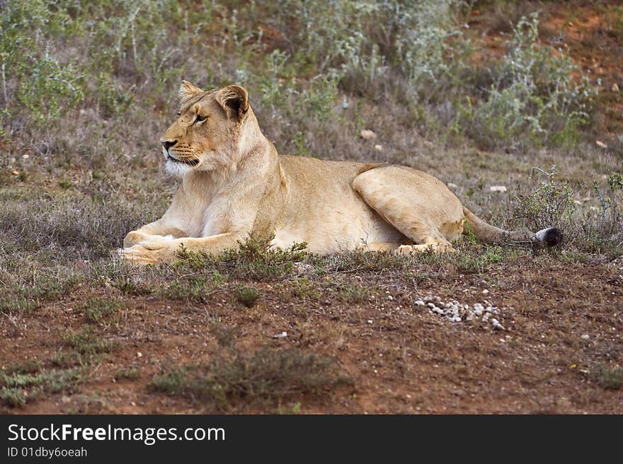 Lone Lioness