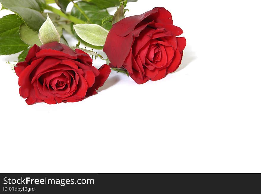 Beautiful bouquet of red rose