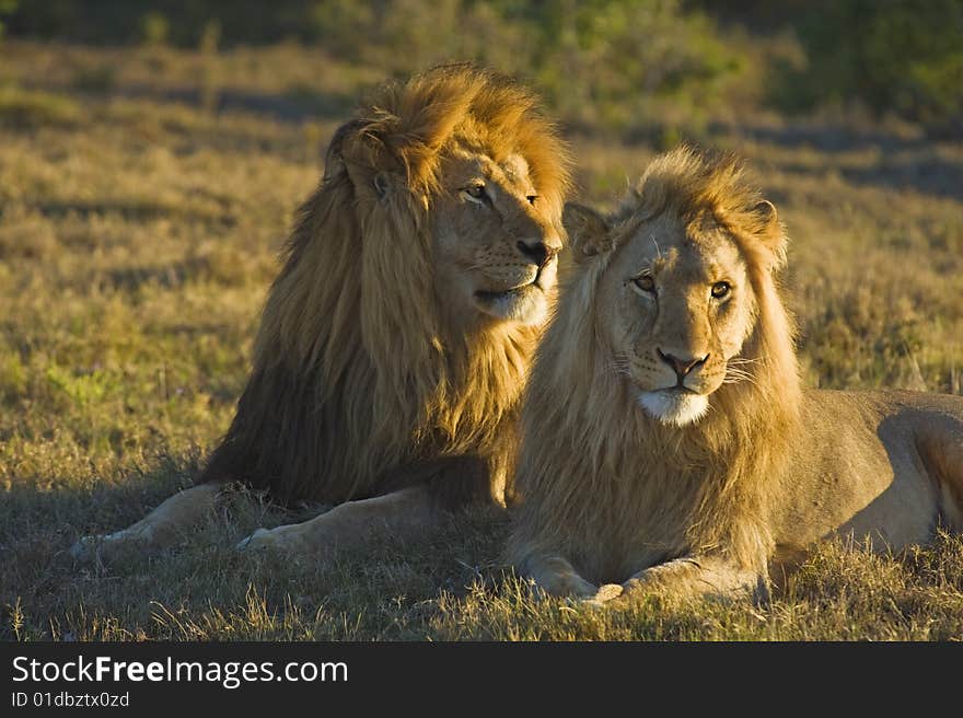 Two fantastic Male Lions enjoy the late afternoon Sun. Two fantastic Male Lions enjoy the late afternoon Sun