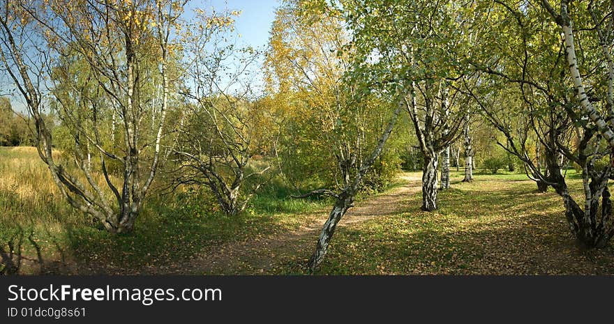 Autumnal sunny day, view of a Karelian birch