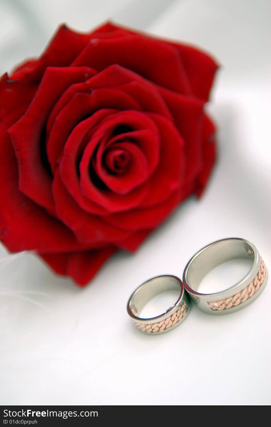 Red rose with rings close up