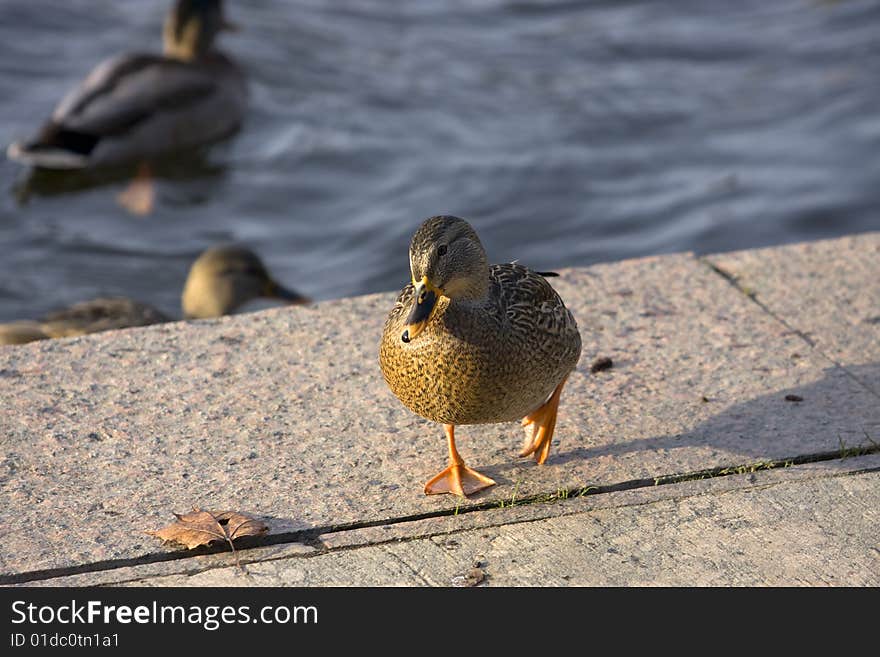 Hobble duck on quay stone. Hobble duck on quay stone