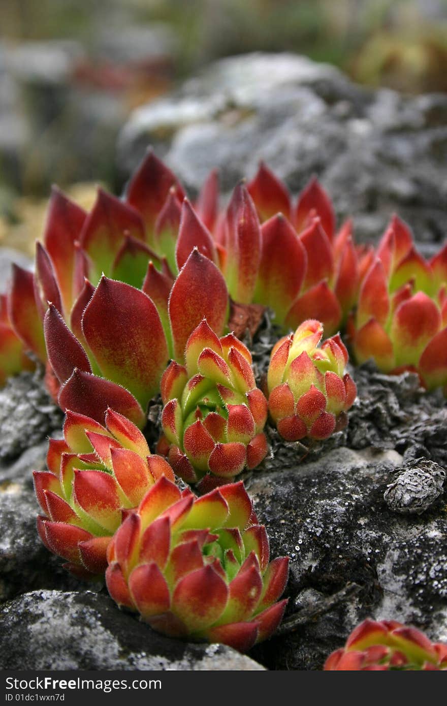 Sempervivum