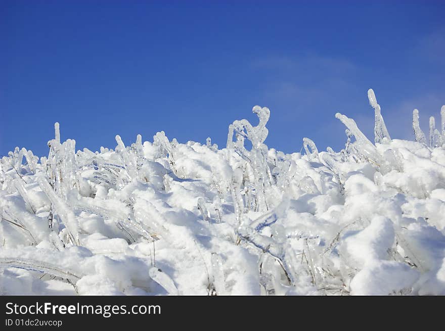 Frozen branches over blue sky